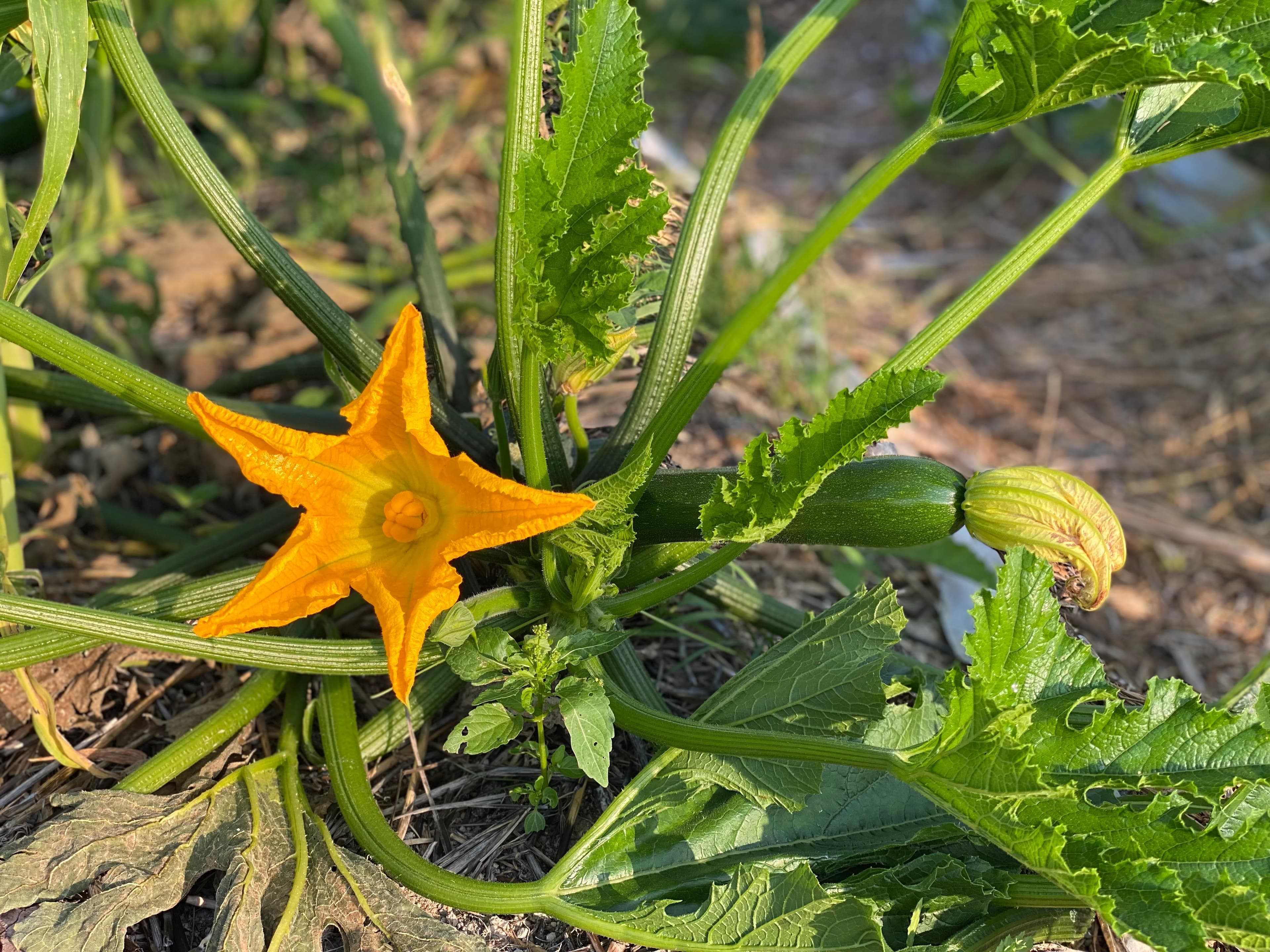 La terre - Première courgette
