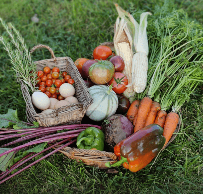Formation initiation permaculture